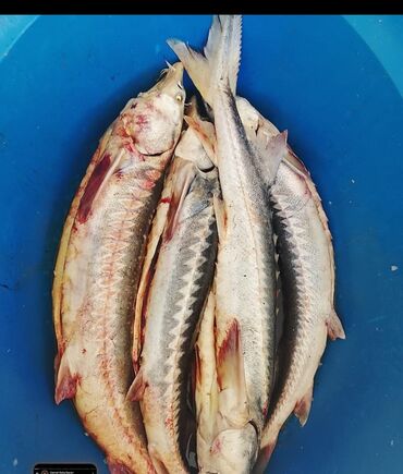 Balıq və dəniz məhsulları: Siyezen deniz baliqi optavoy ve tek tek Bakida istenilen yere — 2