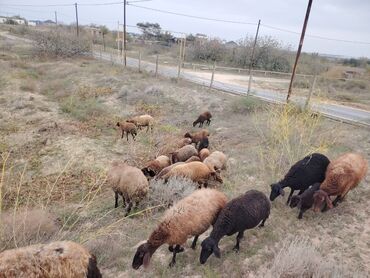 Qoyunlar, qoçlar: Qala cinsi qoyunlar razılaşma yolu ilə — 6