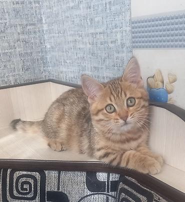 бурманская короткошерстная кошка: Шотландский котёнок, мальчик скоттиш страйд, короткошер тный, возраст — 3
