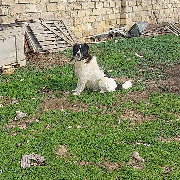 amadin quşu: 3 il, Erkək, Peyvəndli, Ünvandan götürmə, Pulsuz çatdırılma, Ödənişli çatdırılma — 5