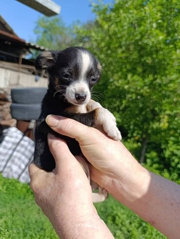 щенок немецкой овчарки 1 месяц: Продается чистокровный щенок той-терьера (мальчик). Щенок