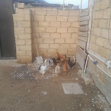 bulbul satışı: Hamisi cavandi pula ehtiyac var hoptum satilir 2si yumurtlayir o — 3