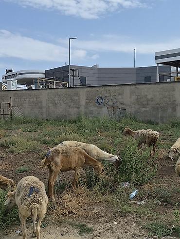 Бараны, овцы: 8 Qoyun sürüsü Təsvir: - Şəkillərdə görüldüyü kimi müxtəlif yaş və — 1