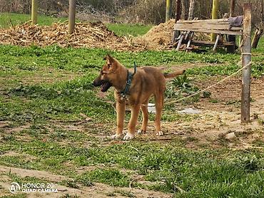 Продажа собак: Овчарка, 5 месяцев, Самка — 4