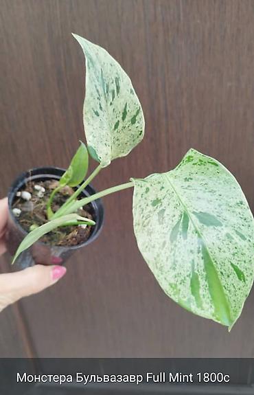 цветок монстеру: Монстера Monstera 'Aurea Neon' / 'Lemon Lime'). Монстера Бульвазавр и — 3