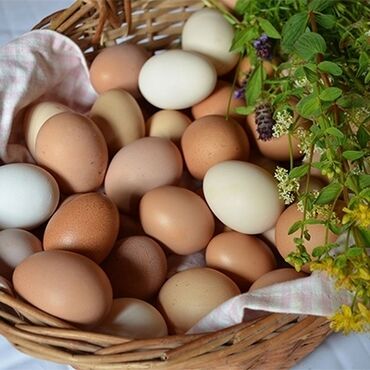 где купить яйца: Домашние яйца 150сом Есть доставка по городу Желательно писать в