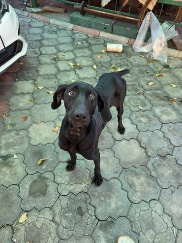 собаки доберман: Ит бекер берилет: Курцхаар, 11 айлык, Эркек