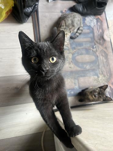 Продажа кошек: 🏡 КОТЯТА ИЩУТ ДОМ! 🐾❤️ Два замечательных малыша — чёрный котик и — 24