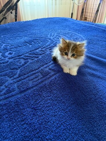 Pişiklər: Şinşilla, Erkək, Dişi, Ünvandan götürmə — 10