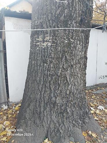 Спил деревьев, заготовка дров: Спил дерево 🌲 опытный пилшик бак кыйабыз отун аралайбыз Терек тополь — 12