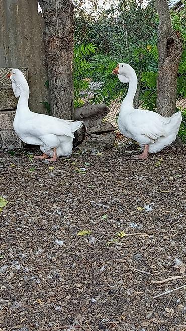 qaz balari: SATILIR XALMAQOR QAZ CÜT XORUZ FƏRƏ — 1