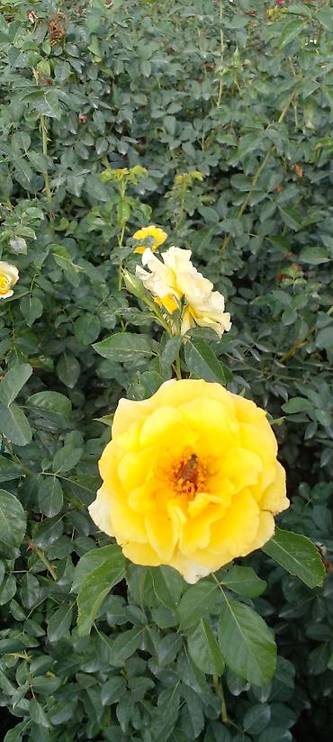 Другие товары для дома: Саженцы роз оптом — 10