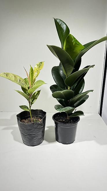 Другие комнатные растения: Комнатные растения в горшках-декоративнолиственные и цветущие виды. В — 3