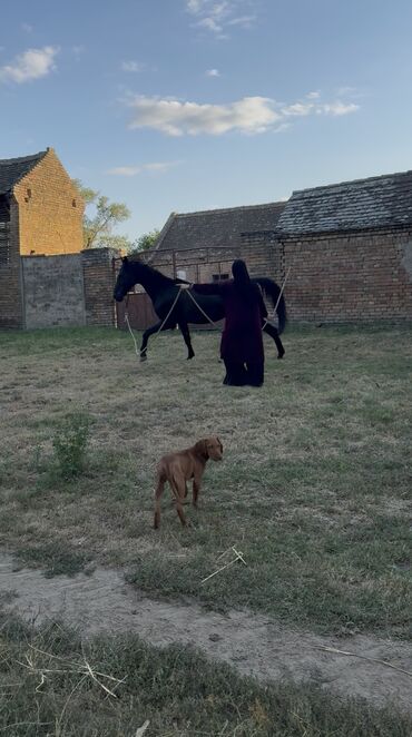 Domaće životinje: Na prodaju: crni konj, atletske građe i pravilnih nogu. - Tip — 10