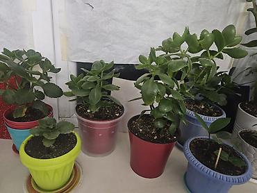 шлюмбергера: Комнатные растения в горшках 1) Замиокулькас (ZZ plant) - Крупный — 2