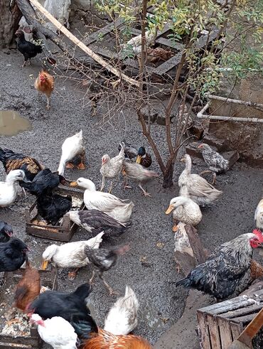 kend çolpaları: Dişi, | Kuban, Damazlıq, Ünvandan götürmə