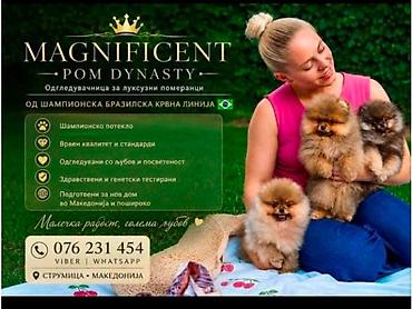 kupujem prodajem pomeranac: Pomeranci, ekskluzivni štenci brazilske krvne linije Odgajivačnica — 6
