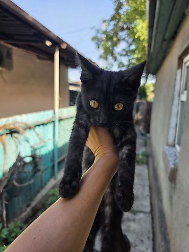 кошки серые: 4 месяца, Мальчик, Серый, Приучена к лотку, Проглистована — 2
