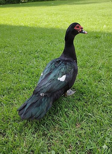 dovşan şəkili: Muscovy sort lal ördəklər – müxtəlif rənglərdə balalar Rəng çeşidləri — 2