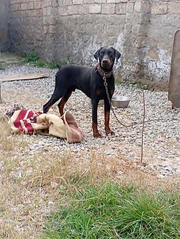 doberman satışı: Doberman, Erkək, Peyvəndli — 2