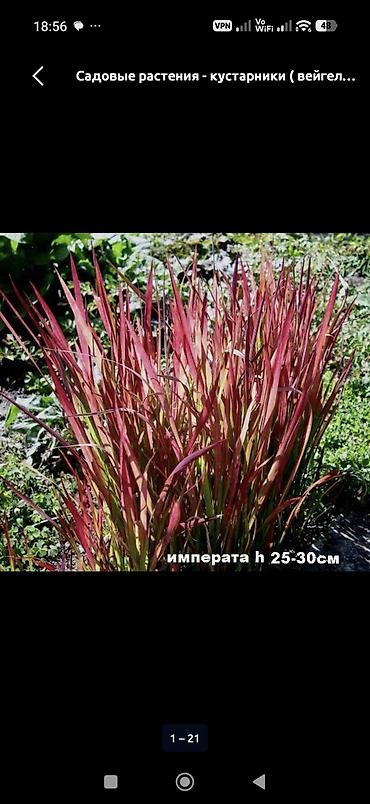 осень весна: Садовые многолетники: хризантемы, астры и пионы - Хризантемы — 5