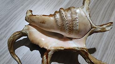 Другой декор и предметы интерьера: Dekorativ dəniz ilbizinin qabığı – “spider conch” üslubunda - — 4