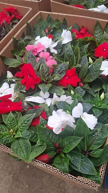 Фиалки и глоксинии: Продаю только оптом цветы из Узбекистана.глоксинии фикусы — 4