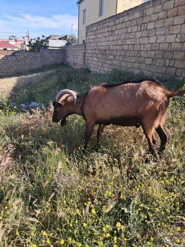 Digər kənd təsərrüfatı heyvanları: Alpen keçisi erkək 2 yaş