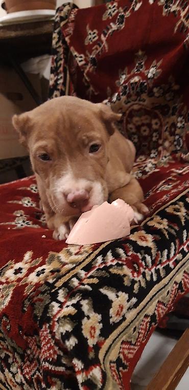 İtlər: Pitbul — 3