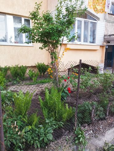 куплю квартиру в бостери: 3 комнаты, 85 м², 106 серия, 1 этаж