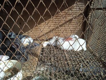 Башка жаныбарлар: Продаю кроликов от 500 до1500т
