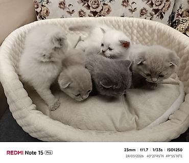 Pişiklər: Şotland, Ödənişli çatdırılma — 8