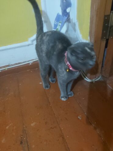 сколько стоит золотой ретривер: Шотладская вислоухая, Самка, В добрые руки, Самовывоз