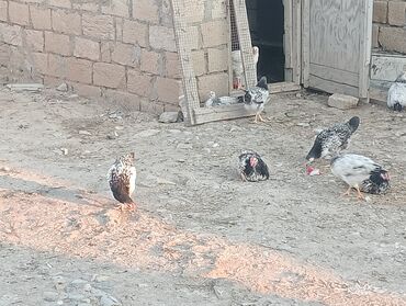 gence heyvan: Serebrislərin satışı 5 aylıq çolpalar