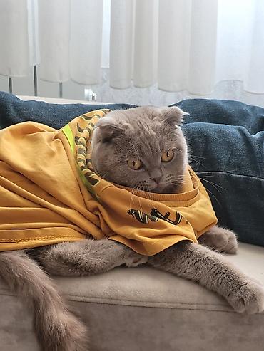 Кошки: Шотландская, Самка, В добрые руки, Платная доставка, Самовывоз — 3