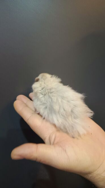 Gəmiricilər: Angora sort xomyaklar mehribandırlar bu sort dişləmir və aqressiv — 5