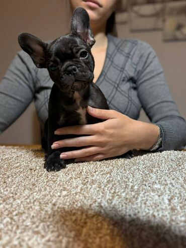 Psi: Odgajivačnica francuskih buldoga “THE BEST EDITION” predstavlja na lalafo.rs — 4 Psi: Odgajivačnica francuskih buldoga “THE BEST EDITION” predstavlja — 4