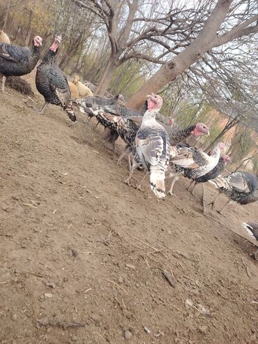 Hinduşka: Salam aleykum Bu ilki hinduskalardir kentde yetisdirilib tebii — 9