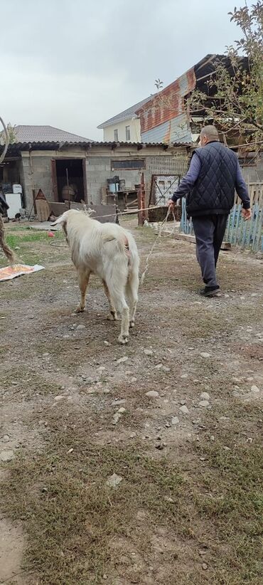 дойный коза: Продаю | Козёл (самец) | Нубийская | Племенные