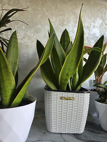Антуриумы: Антуриум Андре (Anthurium andreanum) - Эффектный комнатный ароид с — 19