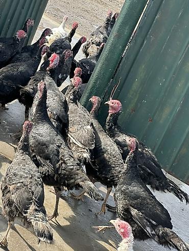 Индюки: Продаю | Индюшка (самка), Индюк (самец) | Для разведения | Племенные — 1