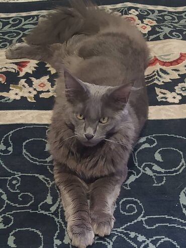 мейн кун бишкек 😺 питомник lyubushka 🐈 купить котенка 🐾 цена фото: Мейн-кун, 7 месяцев, Мальчик, Голубой, Проглистована