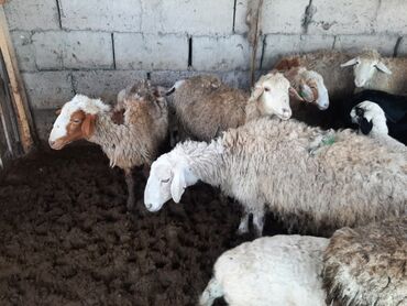 Бараны, овцы: Продаю | Овца (самка), Ягненок | Для разведения | Котные, Матка, Ягнившаяся
