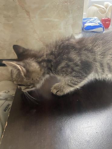 Pişiklər: Yaxşı əllərə, Ünvandan götürmə — 7