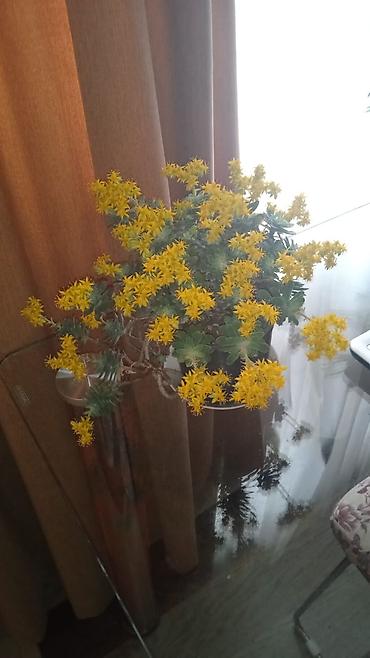 Otaq bitkiləri: Традесканция и др — 17