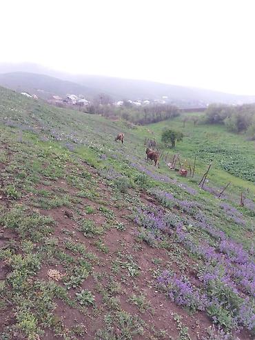 bakıda ev kirayə verilir: 3 otaqlı, 100 kv. m, Orta təmir — 6
