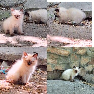 русская голубая кошка котята: Котята бесплатно, 3 месяца, едят всё. 3 котёнка бежевого окраса с