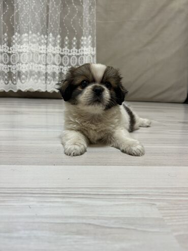 ит мурун: Pekines, 2 ay, Erkek, Ünvandan götürmə