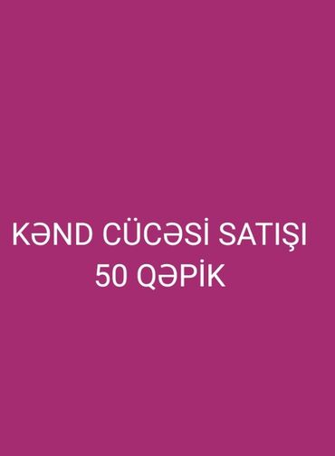 Cücələr: Toyuq cücələri, Damazlıq