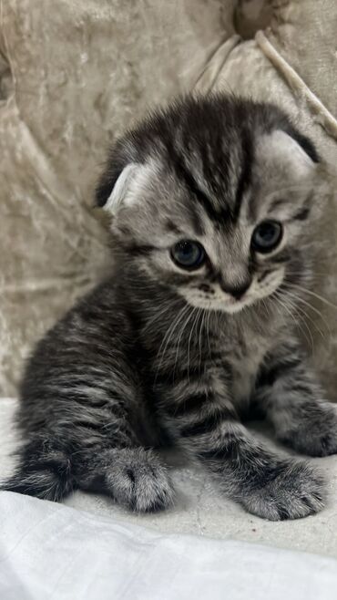 продам вислоухого котенка: Продаю своего котика шотланского вислоухого котенка мальчик 1,5